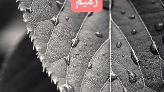 #ختام سورة يس #القرآن الكريم #الحلقة 275#