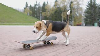 Watch This Talented Beagle Dog Kick the Skateboard and Ride Like a Pro in the Park!