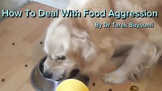 How to deal with food agreession in dogs