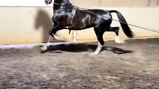 Black horse