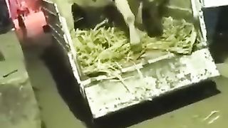 هروب العجول