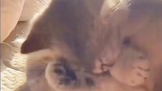 Two Cute Cat and kiyowoo