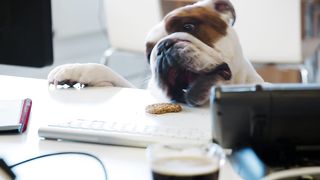 Office shenanigans with my bulldog! Can't resist the temptation!