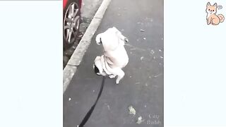 Funny Dog Videos 2024 It's time to LAUGH with Dog's life