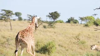 Nature wild life