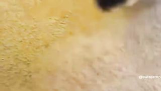 smile with funny animals