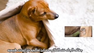 How to cure dry skin in dogs