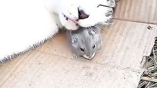 Cute pets