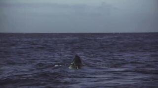 Sharks