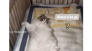 Funny cats