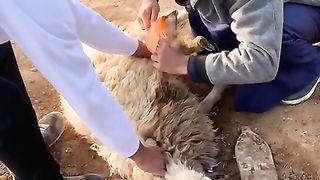 شراء الخروف