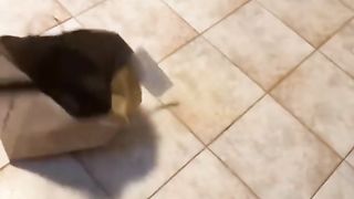 Funny cats