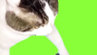 CatRagesAtMobileGame(GreenScreen