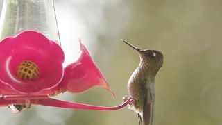 Ruby Gorge Serenade: Colibri's Journey