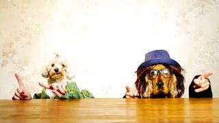 A Dog's Party Extravaganza!
