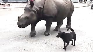 Indian Rhino walking the streets in Nepal