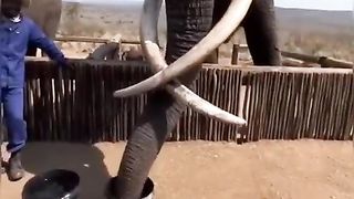 This is the biggest elephant I've seen in my life. Imagine drinking a bucket of water in only 4 seconds!