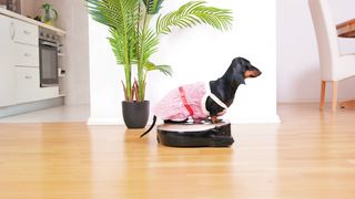 Adorable Dog in Maid Costume Takes a Joyful Ride on Robot Vacuum Cleaner Around the Room!