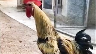 Short funny videos????????????????????