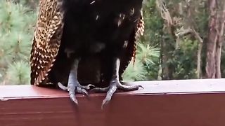 Meet the pheasant coucal (Centropus phasianinus), an elusive but very vocal bird from Australia.  Sound on for a spooky serenade. ????