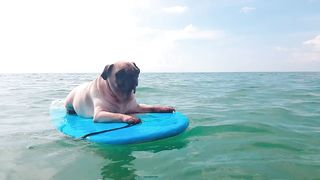 Riding the waves with my favorite pug pal! ????‍♂️???? #SurfingPug #OceanVibes