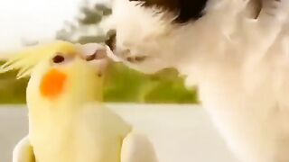 Try not to laugh ????