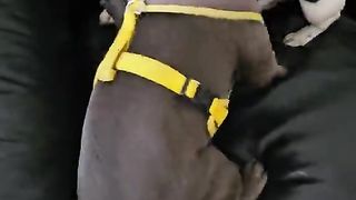 Dogs funny