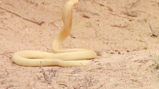 Nature wild life