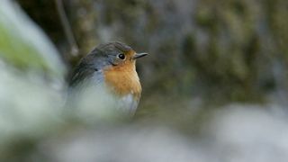 "Flight of Serenity: Slow-Motion Robin in Nature's Embrace"