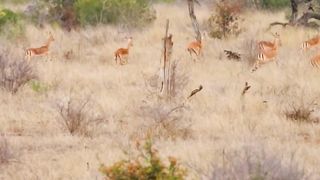 Nature wild life