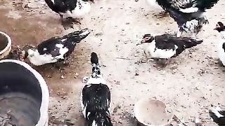 Video Excelente //Suscríbete ????????