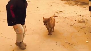 kid dance with dog