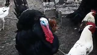 Segundo video pavos