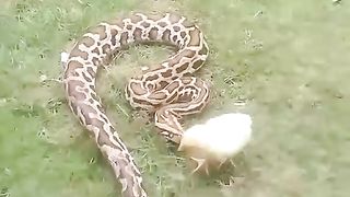 animals _short
