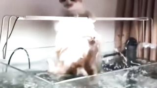 Funny cats ????????????????????