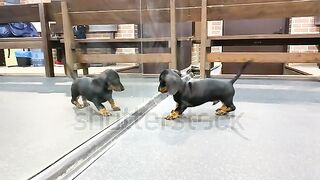 So cute!!