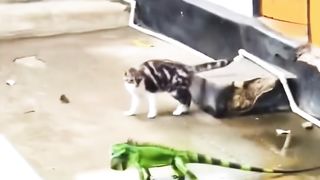 猫--vsトカゲ--(