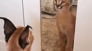 Caracal sees itself in the mirror for the first time.