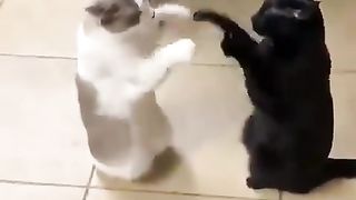 I don't get cats.