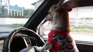 Unleashed Adventures: Dog Takes the Wheel in Adorable Car Driving Stunt!