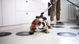 Vacuuming Bliss: Watch as this Dog Revels in the Joy of Being Vacuumed!