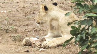 Nature wild life