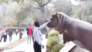 The way he negotiated with a hippo