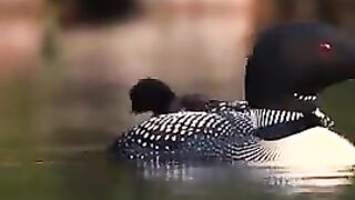 great northern diver bird with family