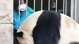Panda enjoying its scratch time ????