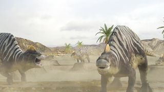 amazing video