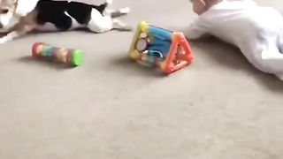 Dog teaches a baby how to crawl..????????????☺️