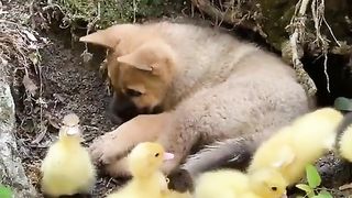 Puppy thinks he's one of them...????????????????????????