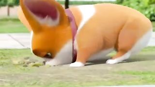 Funny videos