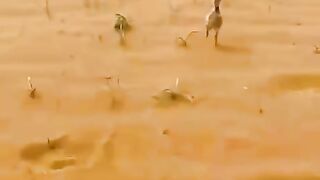 الصوص الصغير